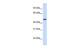 GLT8D1 Rabbit anti-Human, Polyclonal, Novus Biologicals 0.1 mL | Buy Online | Novus Biologicals | Fisher Scientific